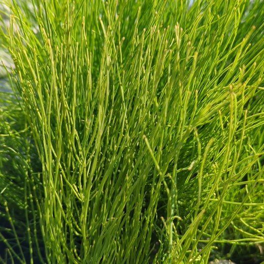 Photo of the plant species Field Horsetail by @PetBarley49 named Muhammad Ali on Greg, the plant care app