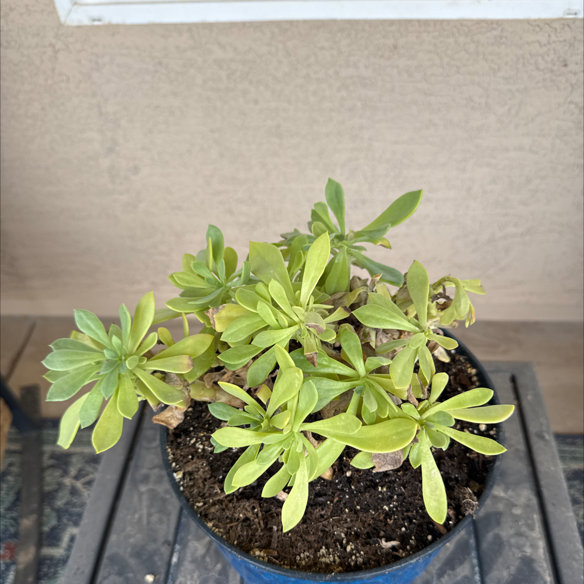Photo of the plant species Rock Purslane by @MaestroRuby27 named Osmo on Greg, the plant care app