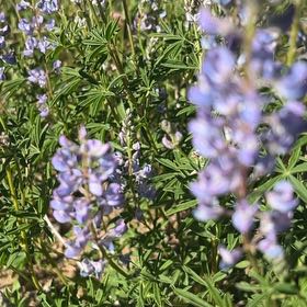 Photo of the plant species Wild Perennial Lupine by @FamedTasselfern named Prince on Greg, the plant care app
