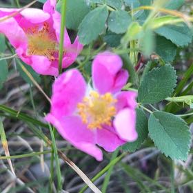 Photo of the plant species California Wildrose by @FamedTasselfern named Elina on Greg, the plant care app