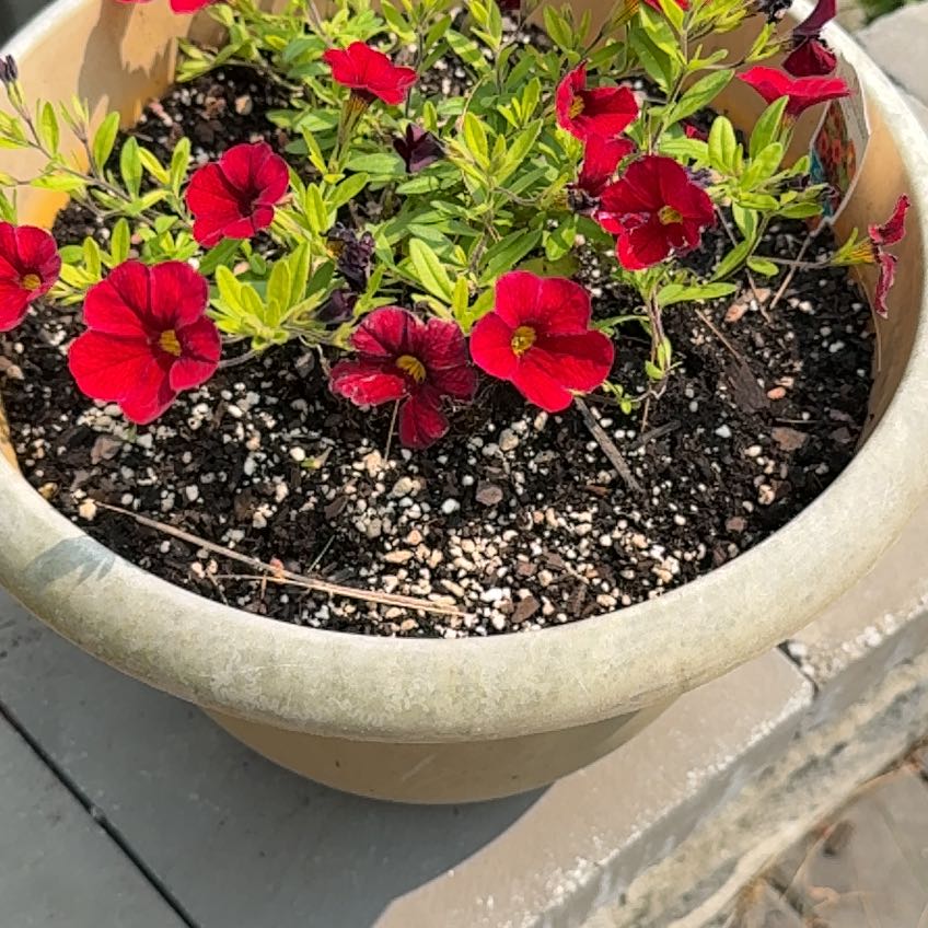 Photo of the plant species Calibrachoa 'Aloha Kona Dark Red' by @BestBluerose81 named Hamilton on Greg, the plant care app
