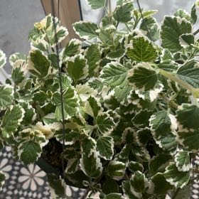 Photo of the plant species Variegated Swedish Ivy by @CasualLavaranos named Bruce Lee on Greg, the plant care app