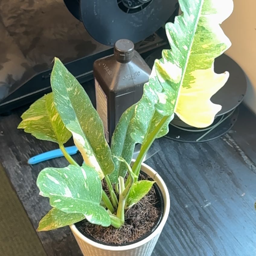 Photo of the plant species Prismacolor Golden Girl Philodendron by @CasualLavaranos named Doja Cat on Greg, the plant care app