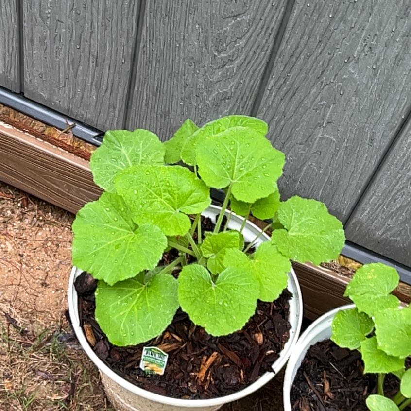 Photo of the plant species Crookneck Squash by @AdeptCardoon51 named Maya on Greg, the plant care app