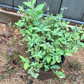 Photo of the plant species Alapaha Rabbiteye Blueberry by @AdeptCardoon51 named Achilles on Greg, the plant care app