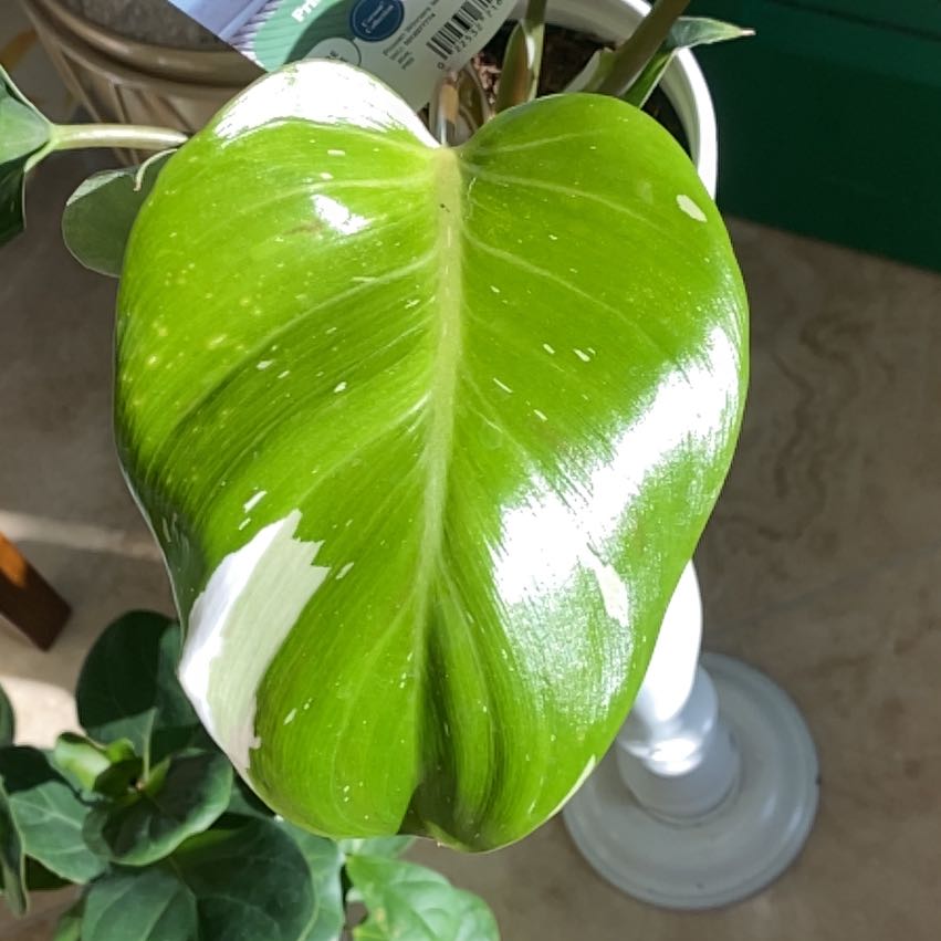 Photo of the plant species Philodendron Hybrid by @YeahFanmoss89 named Ebony on Greg, the plant care app