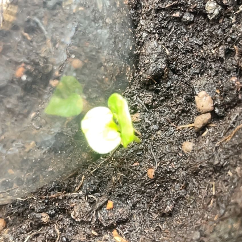 Photo of the plant species Beach Morning-Glory by @YesAgarito51 named Fernie Mac on Greg, the plant care app