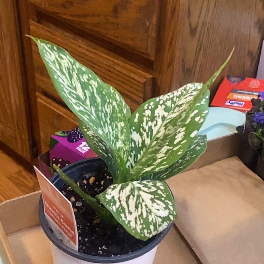 Photo of the plant species White Etna Dieffenbachia by @GoodDisphyma24 named Jumbo Jr on Greg, the plant care app