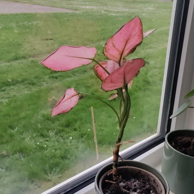 Photo of the plant species Aglaonema 'Pink' by @BeefyAjídulce named Marie Antoinette on Greg, the plant care app