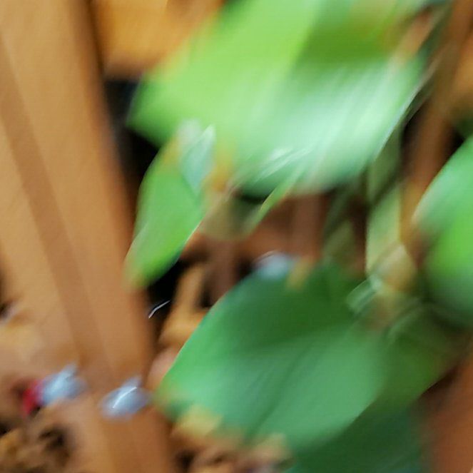 Photo of the plant species Ivy by @FullTutsan69 named James Dean on Greg, the plant care app