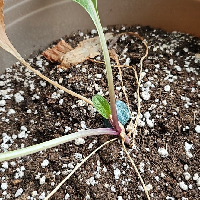 Plant care for Arizona Desert-Thorn on Greg, the plant care app