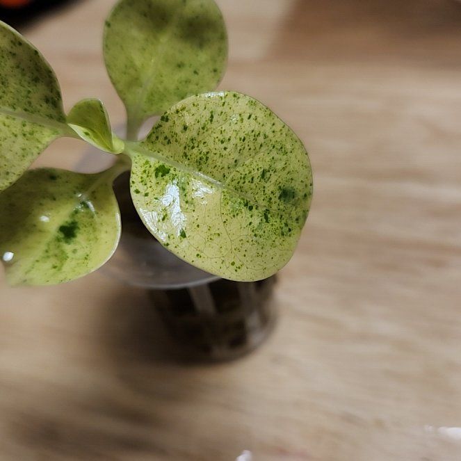 Photo of the plant species Coprosma 'Marble Queen' by @NiskaiAquatics named Hamilton on Greg, the plant care app