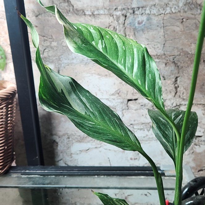 Photo of the plant species Variegated Peace Lily by @NiskaiAquatics named Messi on Greg, the plant care app