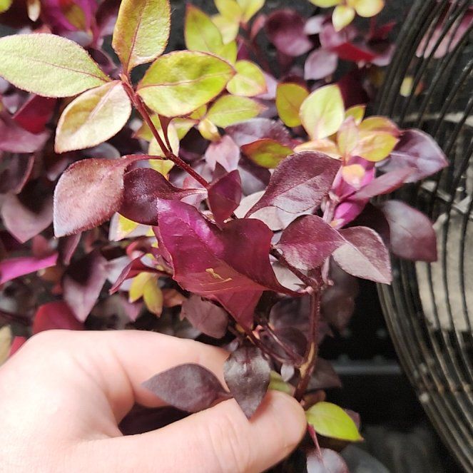 Photo of the plant species Plum Dandy by @NiskaiAquatics named Kendall on Greg, the plant care app