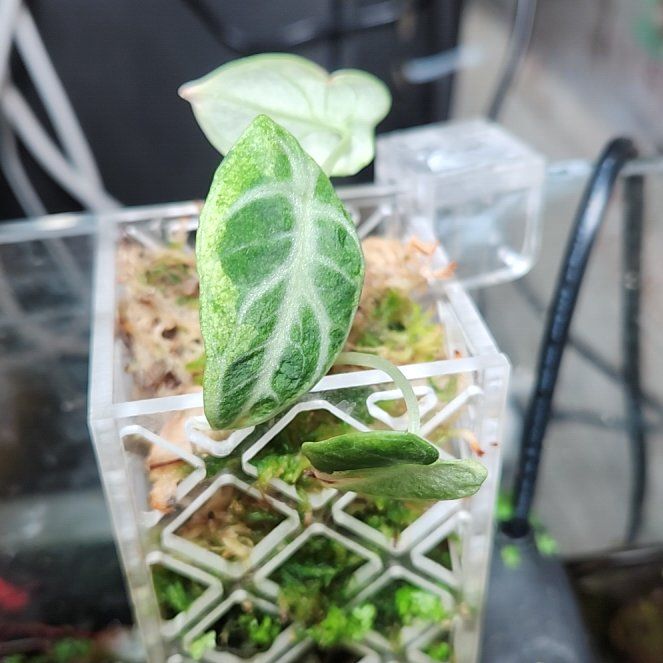 Photo of the plant species Alocasia Ninja Albo by @NiskaiAquatics named ChloroPhil on Greg, the plant care app