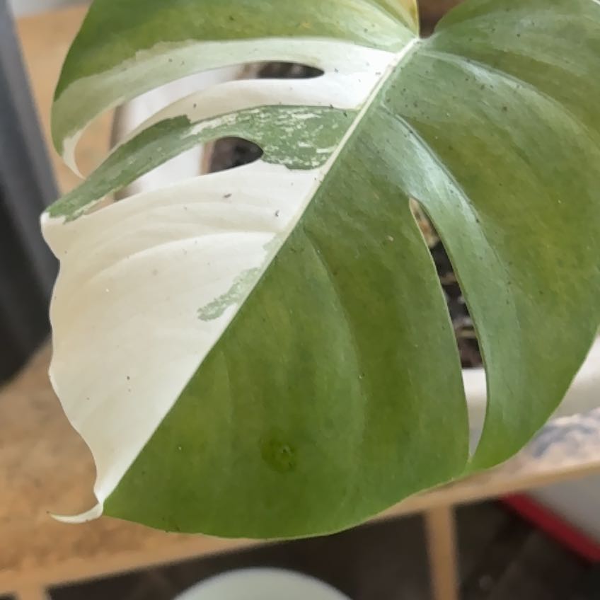 Photo of the plant species Mini Monstera Albo by @UnopposedRimu82 named Sanders on Greg, the plant care app