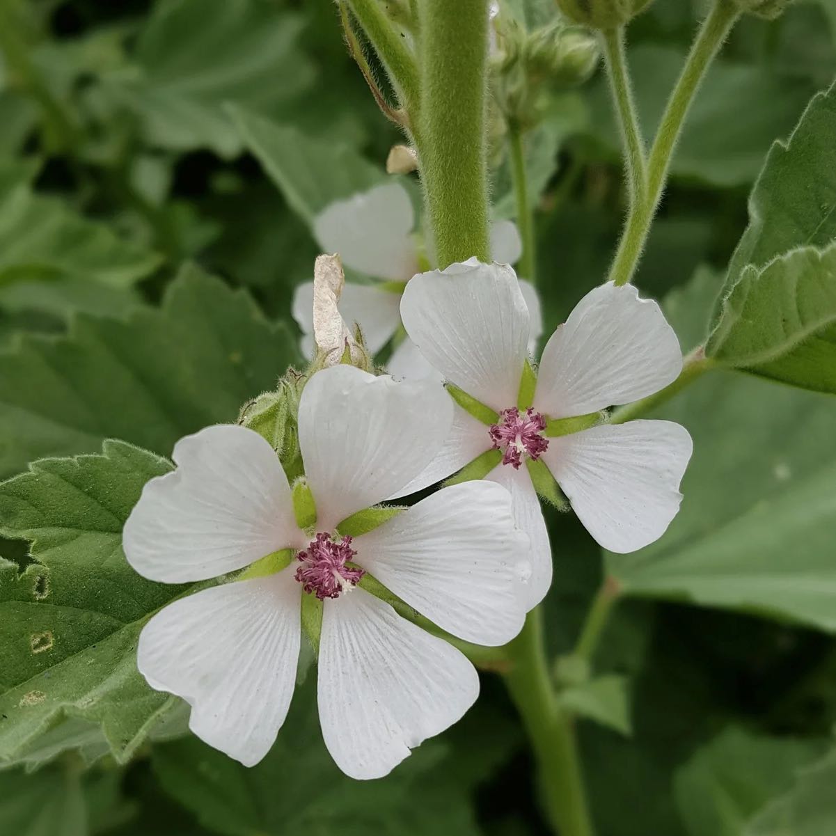 Photo of the plant species White Marshmallow by @ZingyRedwood68 named Marshmallow on Greg, the plant care app