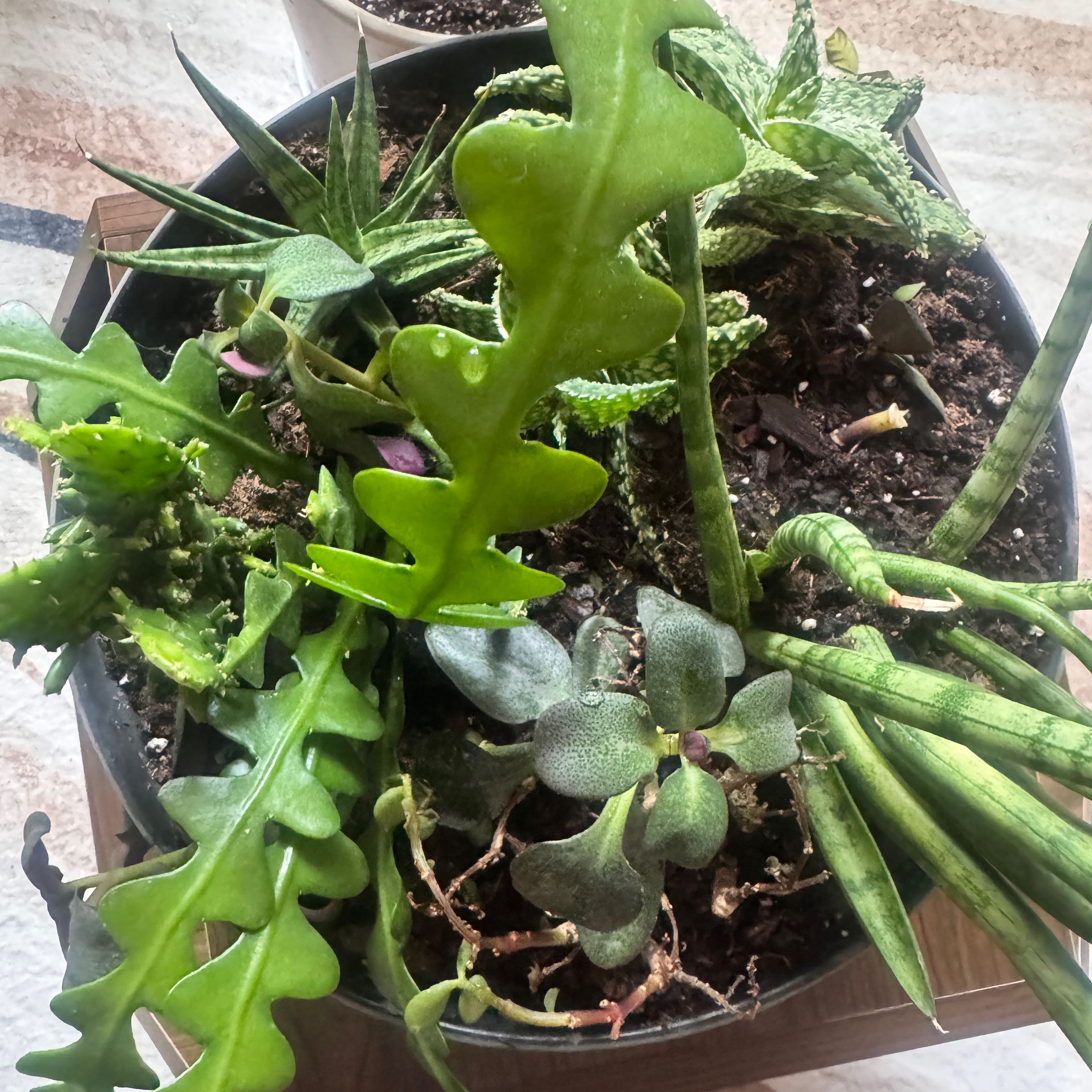 Photo of the plant species Mixed Succulent by @AceTricolor98 named Mixi on Greg, the plant care app