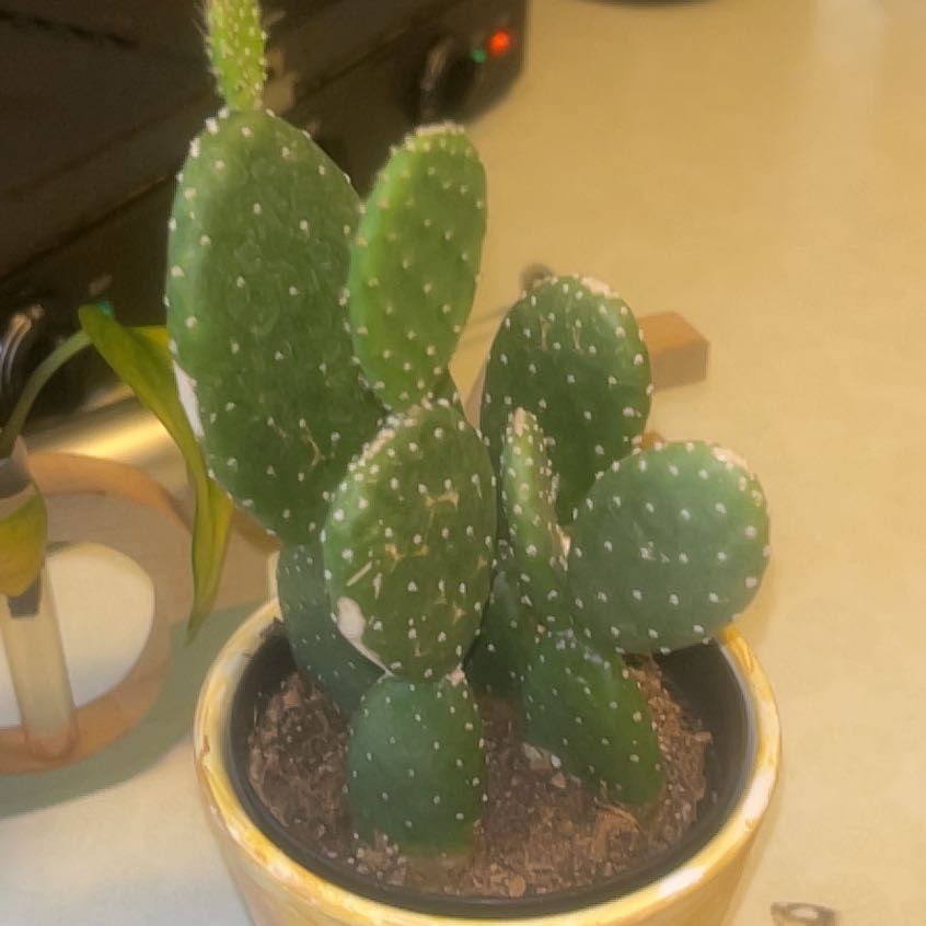 Photo of the plant species Opuntia 'Mona Lisa' by @Todoplantas_ named Leo (trossard) on Greg, the plant care app