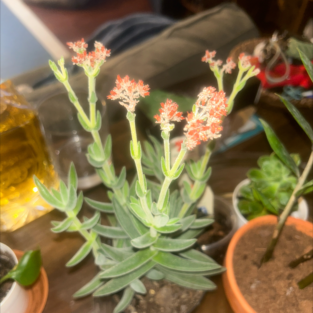 Photo of the plant species Crassula Tenelli by @Todoplantas_ named Lucy on Greg, the plant care app