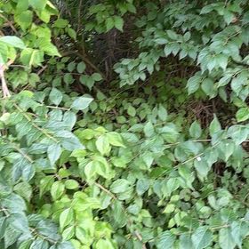 Photo of the plant species Amur Honeysuckle by Judy named McKinley on Greg, the plant care app