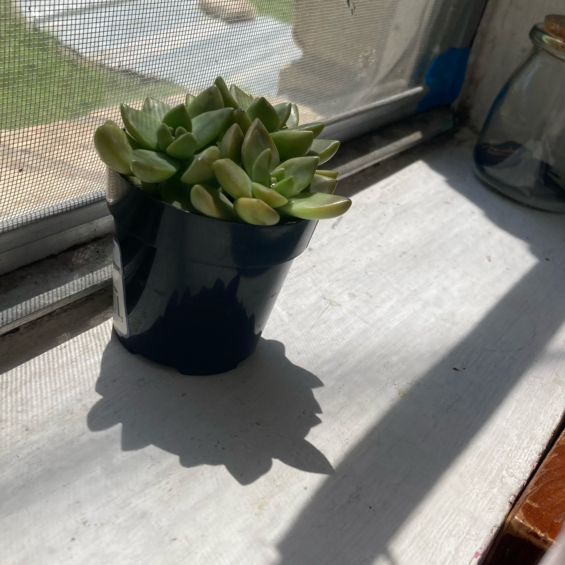 Photo of the plant species Graptosedum 'Sunsplash' by @AbsurdDurd named M.Jr on Greg, the plant care app
