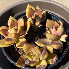 Photo of the plant species California Sunset by @SageBlue85 named Luna on Greg, the plant care app