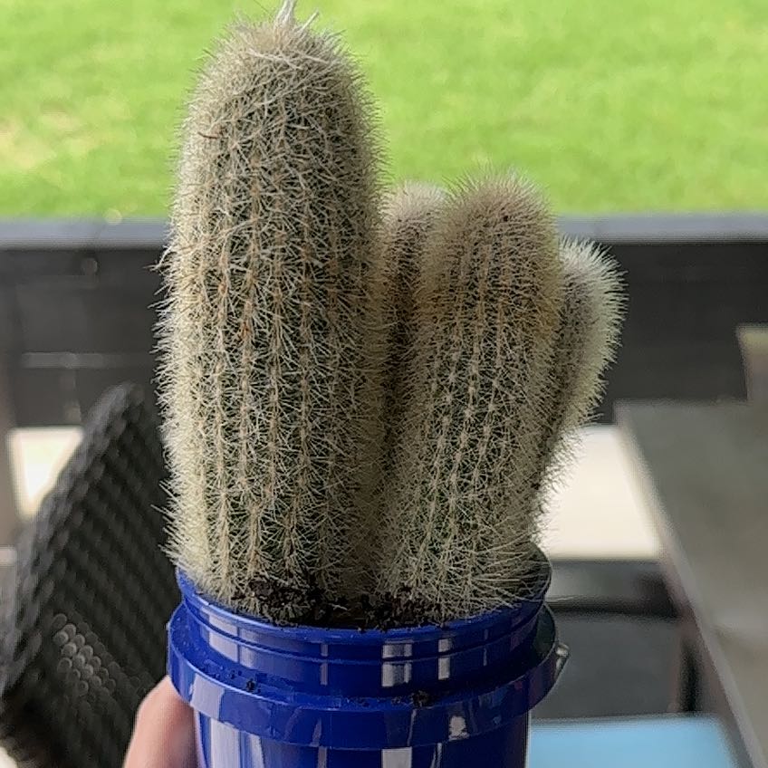 Photo of the plant species Asst cacti by @LushTurkeyoak75 named Spike Leaves on Greg, the plant care app