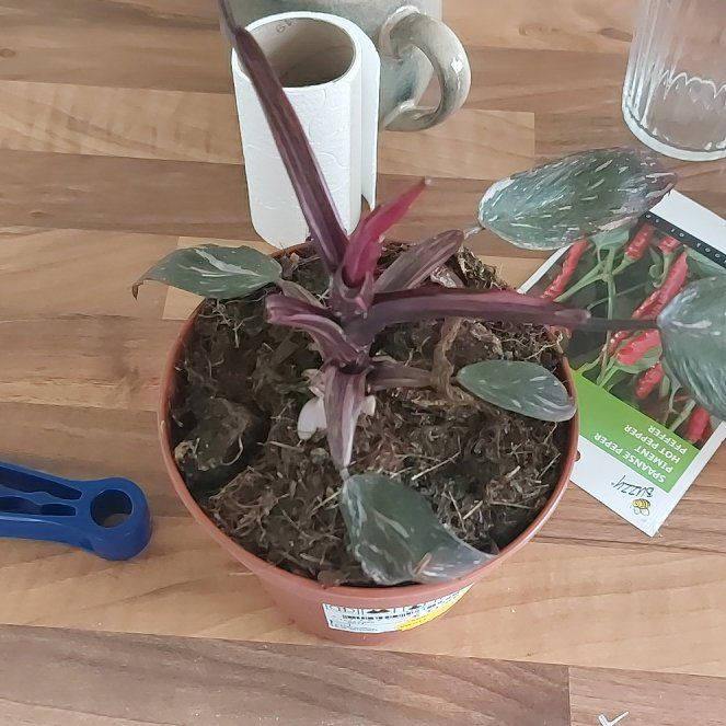 Photo of the plant species Philodendron Burgundy Princess by @MellowlyOkra58 named Plant on Greg, the plant care app