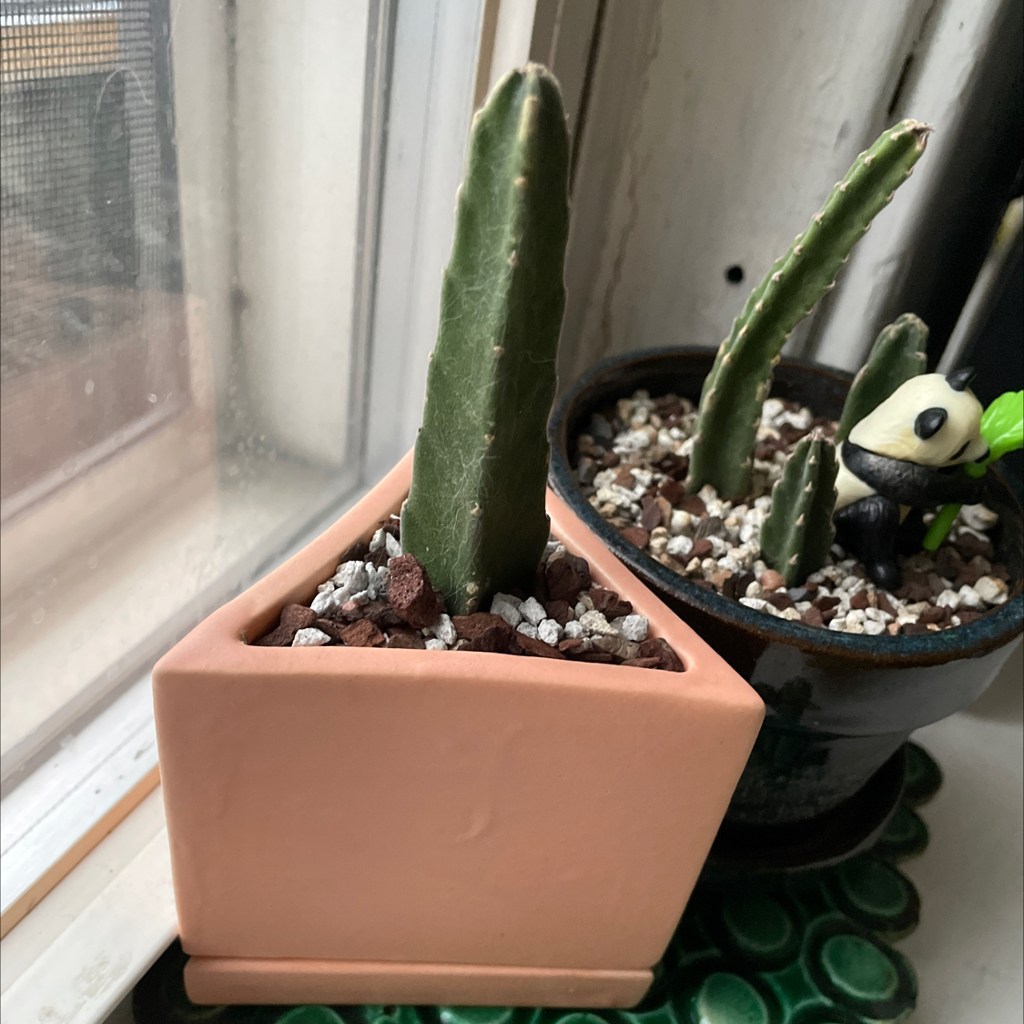 Two potted Zulu Giant plants on a windowsill, one in a terracotta pot and the other in a round pot with a decorative figure.