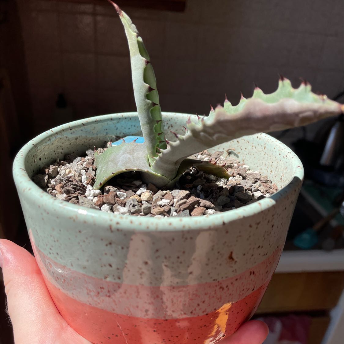 Photo of the plant species Mescal Ceniza by @SwampThingy named Garfield on Greg, the plant care app