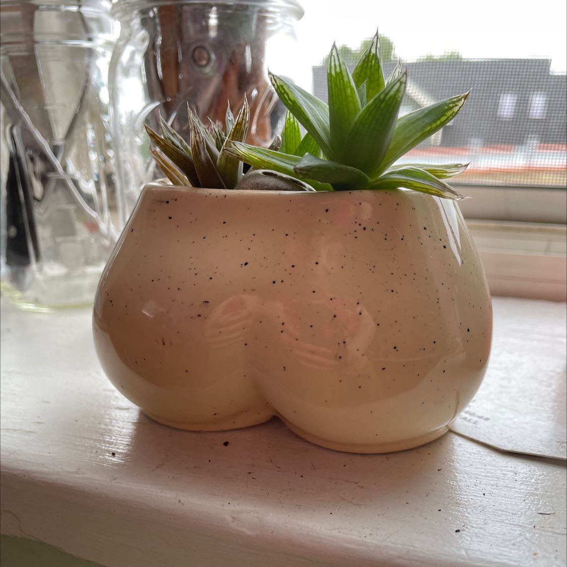 Photo of the plant species Fynbos aloe by @SwampThingy named Caryn on Greg, the plant care app