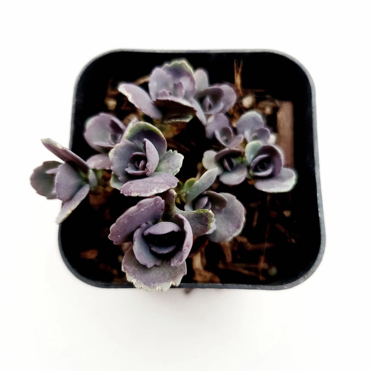 Photo of the plant species Sedum 'SunSparkler Blue Pearl' by @Madmax named Coco on Greg, the plant care app