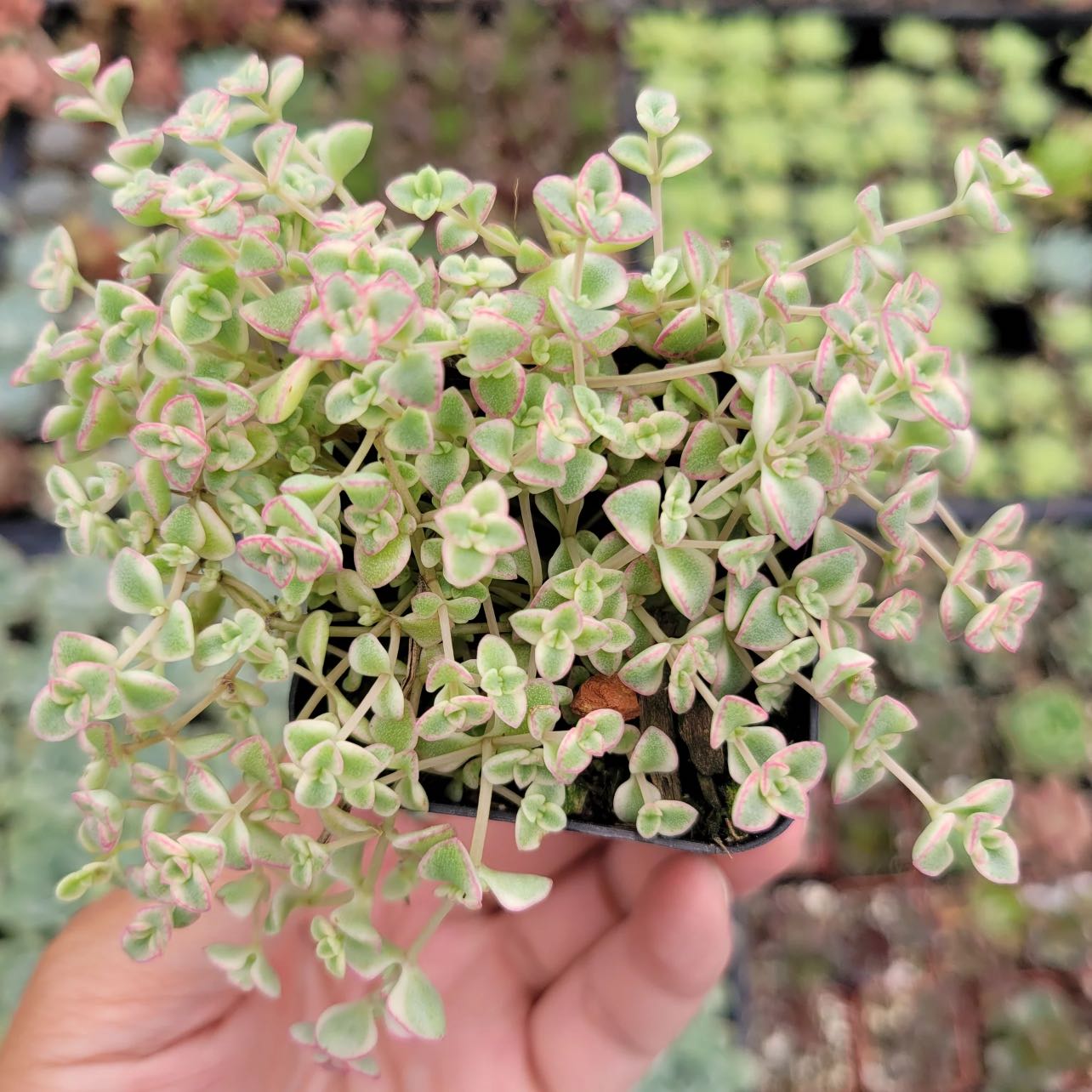 Photo of the plant species Sun Sparkler Sedum by @Madmax named Dolores on Greg, the plant care app