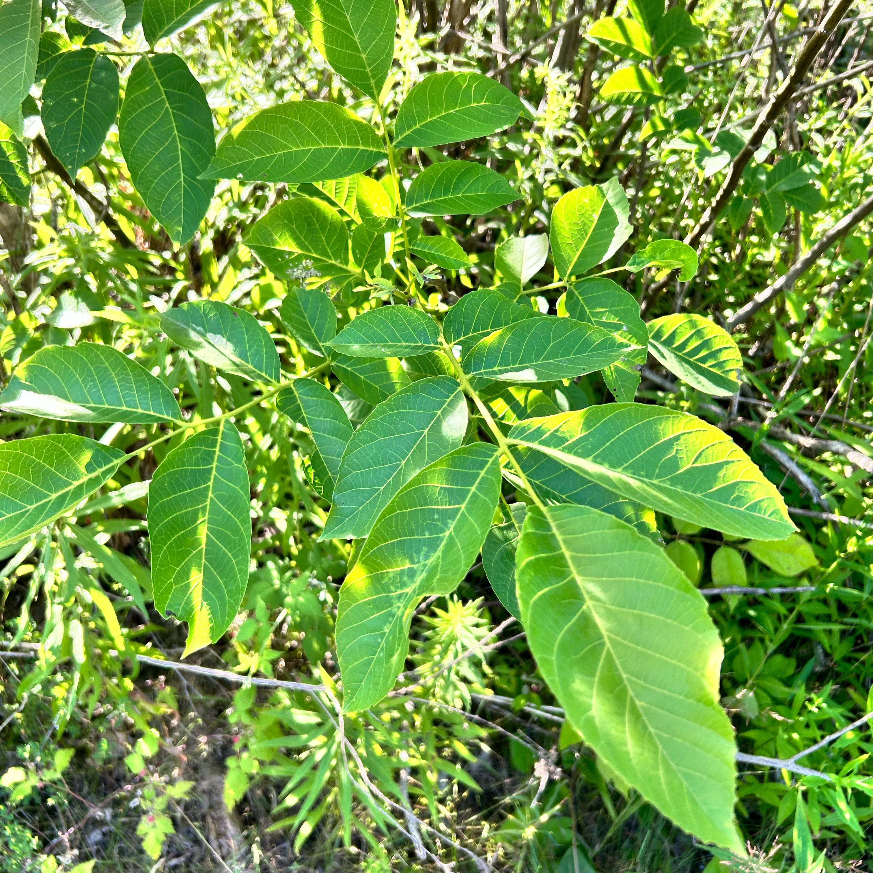 Photo of the plant species English Walnut by @TryWoodvetch19 named Athena on Greg, the plant care app