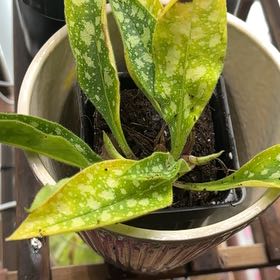 Photo of the plant species Raspberry Splash Lungwort by @AngelicPinebush named Maya on Greg, the plant care app