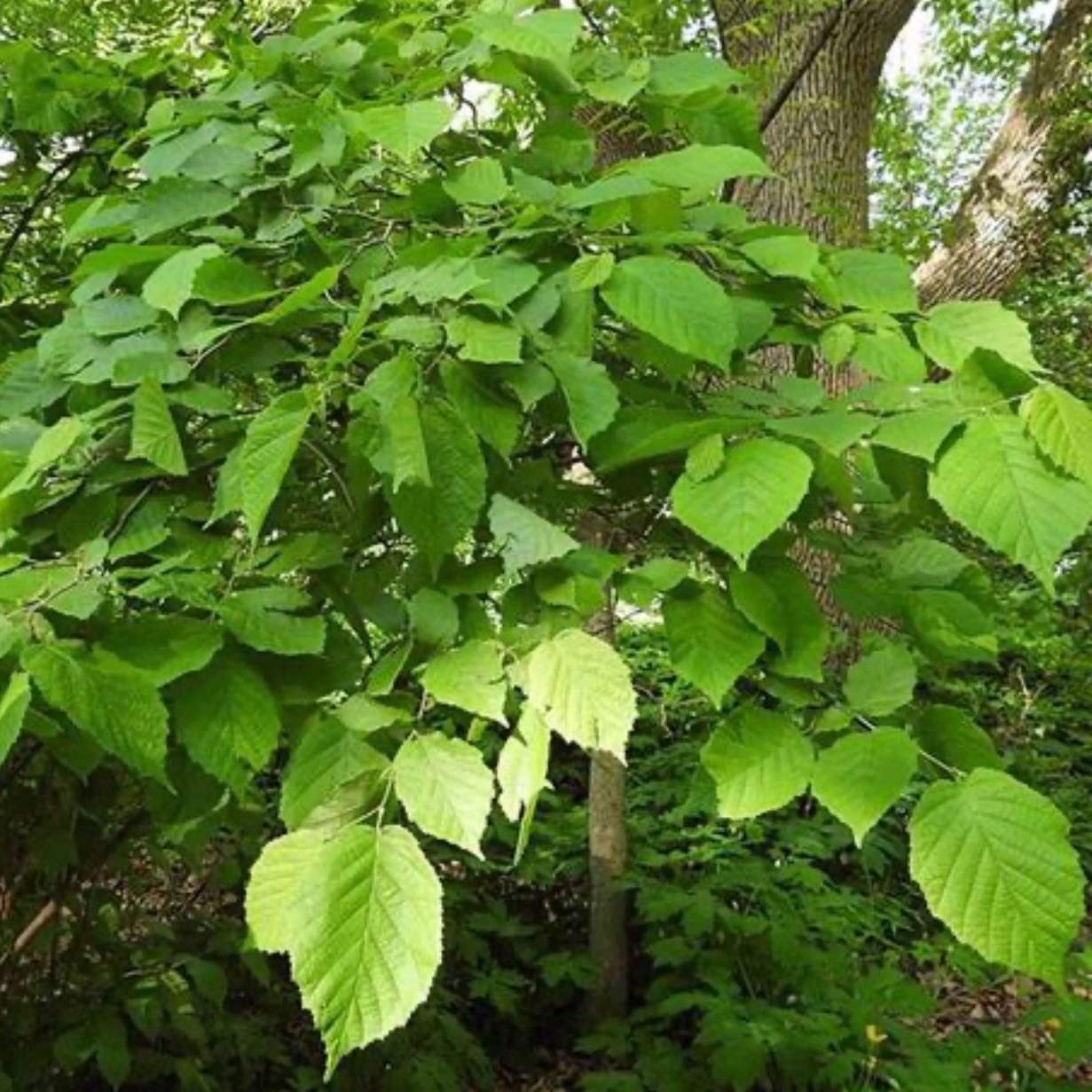 Photo of the plant species American Hazelnut by Jeffrey named Stella on Greg, the plant care app