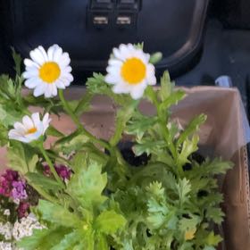 Photo of the plant species Snowland Daisy by @HeartyWhiterata named Ronaldo on Greg, the plant care app