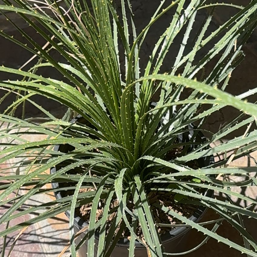 Photo of the plant species Guapilla by @IntrepidMizuna named Gomez on Greg, the plant care app