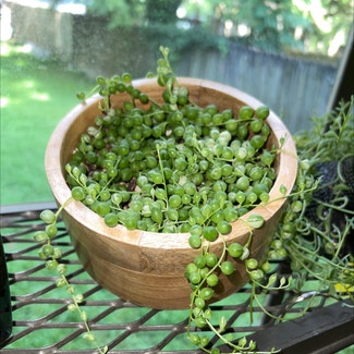 String of Pearls plant in Baton Rouge, Louisiana