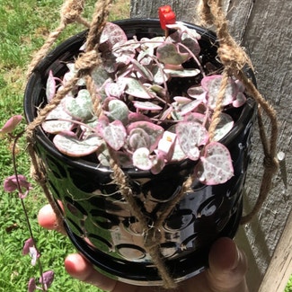 String of Hearts plant in Baton Rouge, Louisiana