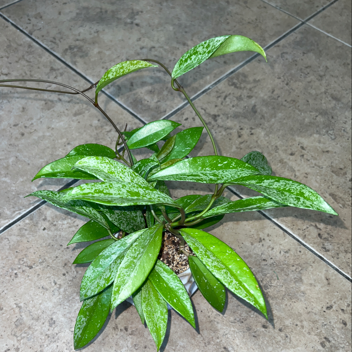 Hoya Pubicalyx plant with healthy green speckled leaves on a tiled floor.