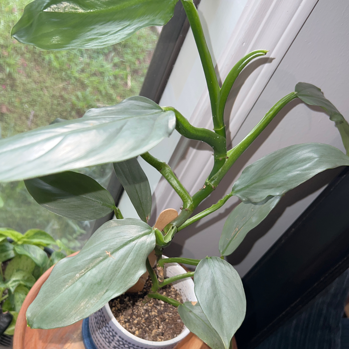 Silver Sword Philodendron plant in a pot with visible soil, well-framed and in focus.