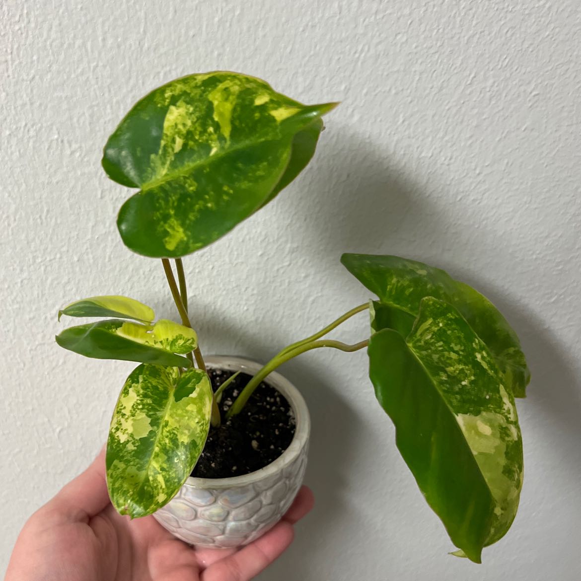 Burle Marx Variegata plant in a small pot with variegated green and yellow leaves.