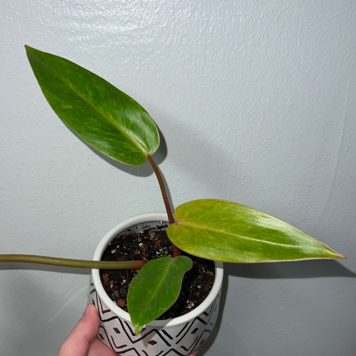 Philodendron 'Painted Lady' plant in a small pot with some slight yellowing on the leaves.