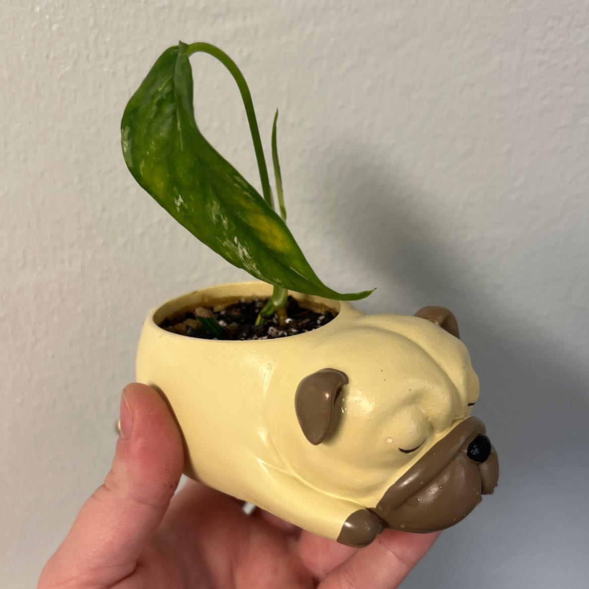 Albo Epipremnum Pinnatum plant in a dog-shaped pot, with some yellowing and browning leaves.