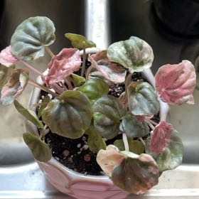 Photo of the plant species Peperomia Pink Lady by @Llynnelise named Lady on Greg, the plant care app