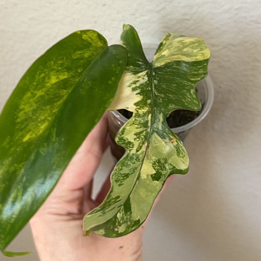 Photo of the plant species Philodendron mayoi by @Llynnelise named Mayoi x FLOBE on Greg, the plant care app