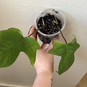 Photo of the plant species Variegated Florida Beauty Philodendron by @Llynnelise named FLOBE Ghost on Greg, the plant care app