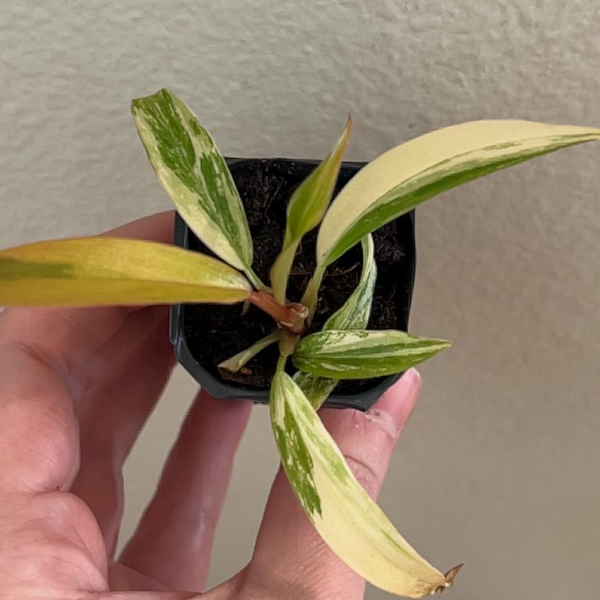 Photo of the plant species Caramel Marble Philodendron by @Llynnelise named Marbles on Greg, the plant care app
